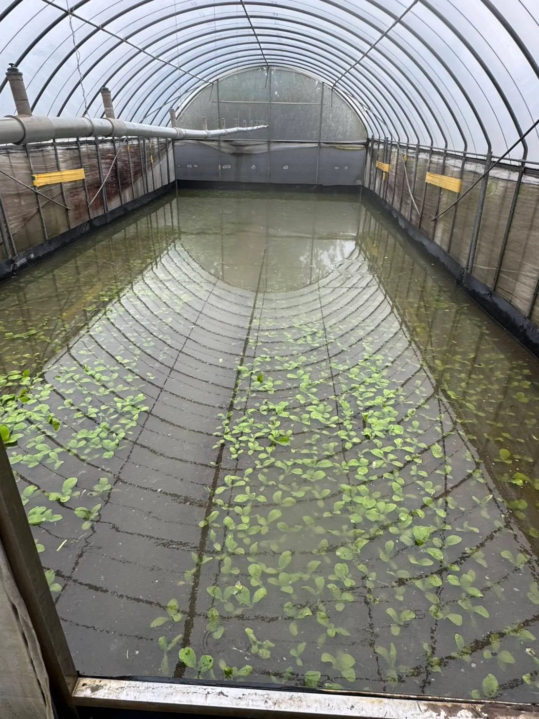 菜圃积水。农业局提供