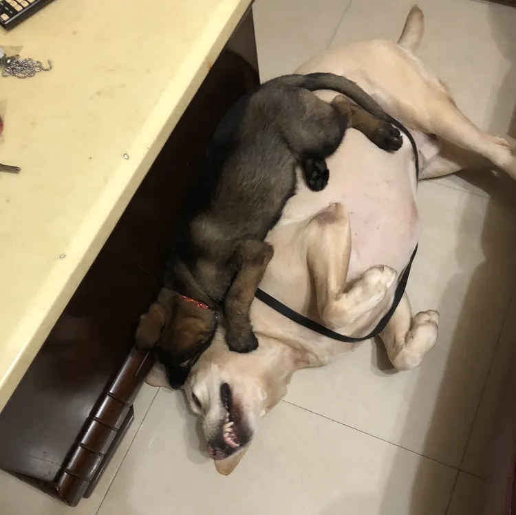 白色拉不拉多「凱爾」是葉自主訓練的第一隻搜救犬，也是麗蓋兒的玩伴。葉嘉耀提供