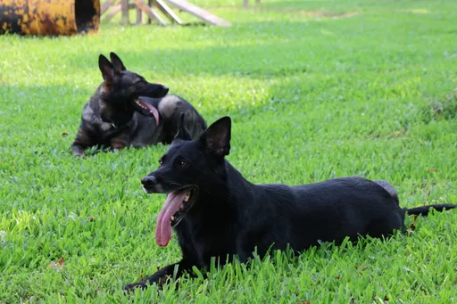 獨家|朝夕相處產默契!台灣第1位高級領犬員義消 全心投入靠這優勢