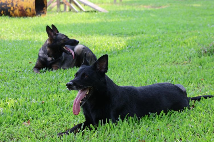獨家｜朝夕相處產默契！台灣第1位高級領犬員義消　全心投入靠這優勢