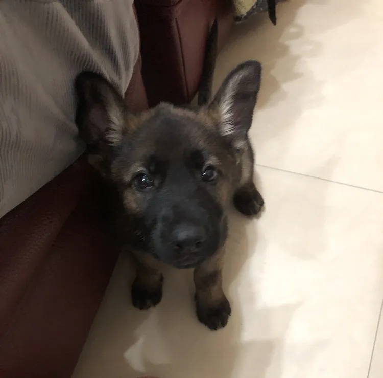 「麗蓋兒」是日本搜救犬專家賢持宏昭免費送給葉嘉耀。葉嘉耀提供