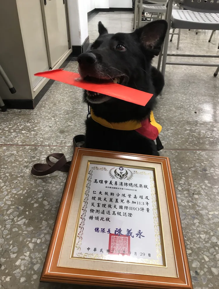 2024年9月「麗蓋兒」通過台灣第一隻義消領犬的高級認證搜救犬，至今也是唯一。葉嘉耀提供