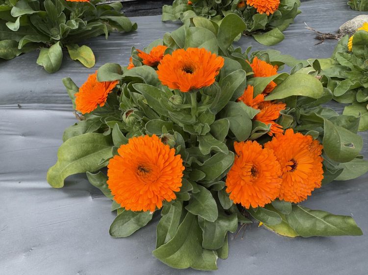 眼睛護航也能吃甜 金盞花萃取技術打造「護眼美食」