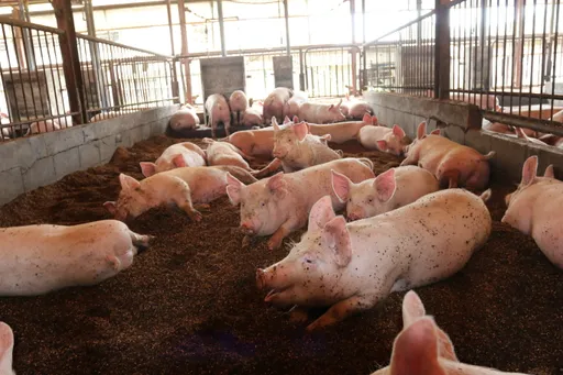 非洲猪瘟清不干净　农业部出动化学兵明日全面清消