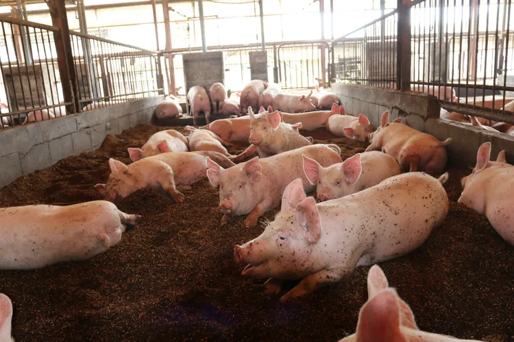 非洲猪瘟养殖场将出动化学兵。示意图。取自pexels