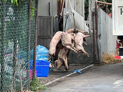 中檢勘驗養豬場追查非洲豬瘟案 首傳陳姓豬農父子訊後請回