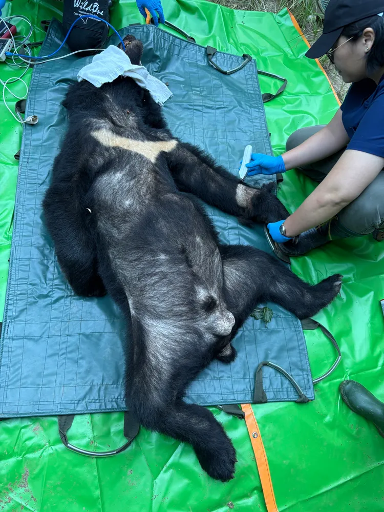 捕獲的公黑熊重達78公斤。林保署花蓮分署提供