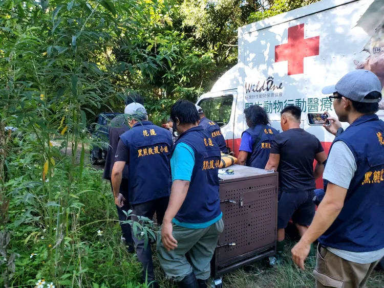 救援小組評估後將黑熊載至遠離部落林道深處順利野放。林保署花蓮分署提供