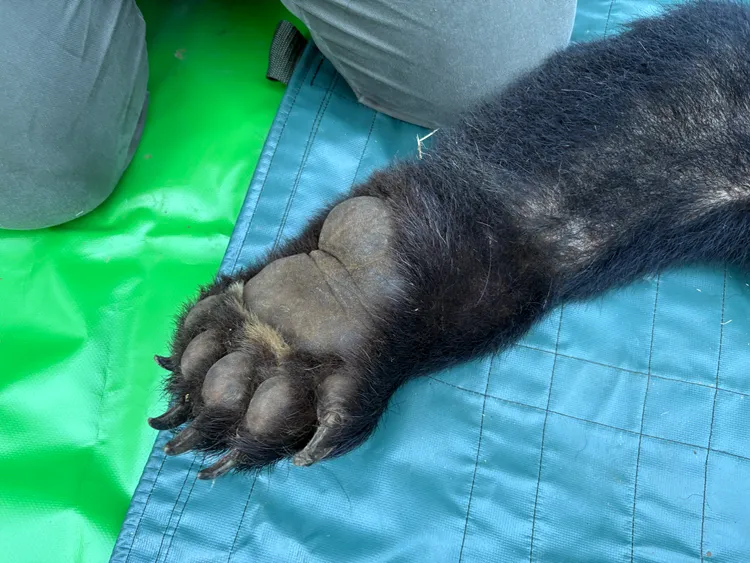 黑熊左前肢中套索所幸及時救援無明顯外傷。林保署花蓮分署提供