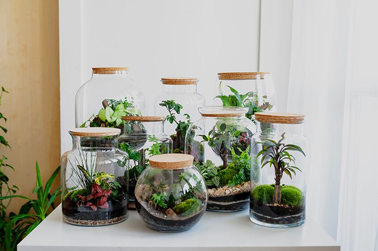 壹蘋派生活美語 生態瓶:失敗園丁的成功祕訣