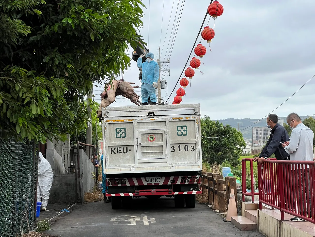 台中市梧栖区1家养猪场被验出非洲猪瘟,已预防性扑杀195头猪。民众提供