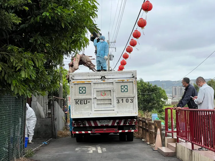 台中市梧棲區1家養豬場被驗出非洲豬瘟，已預防性撲殺195頭豬。民眾提供