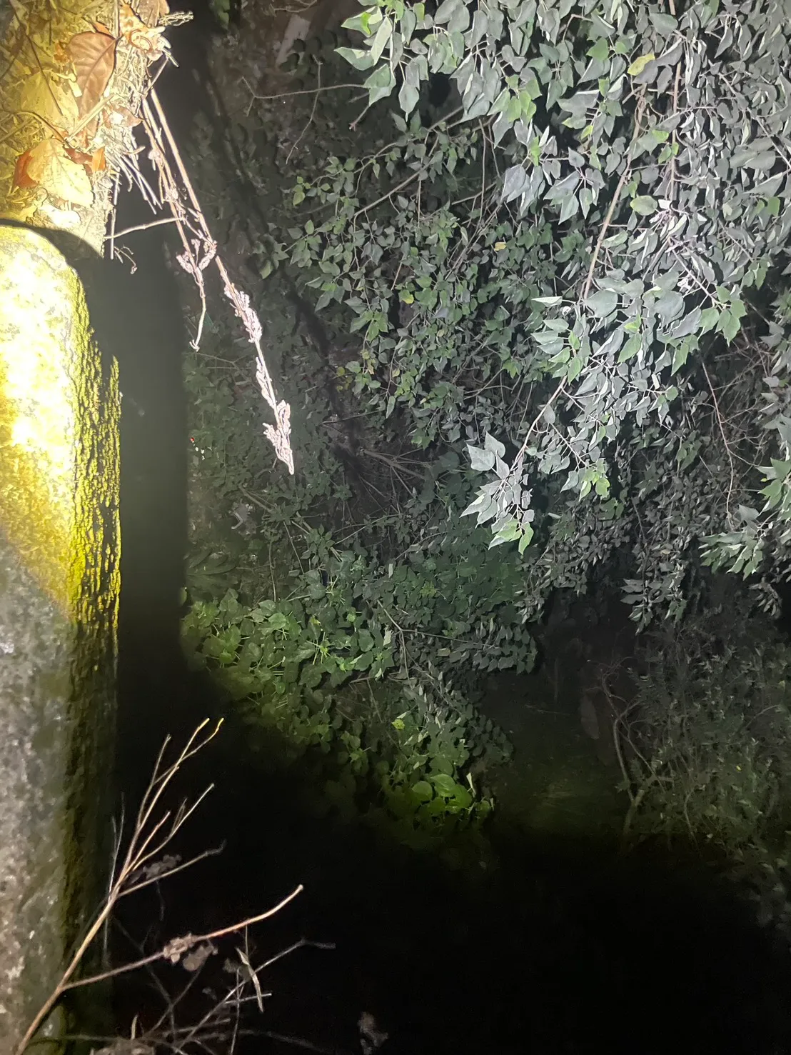 萧女摔落的边坡。民众提供