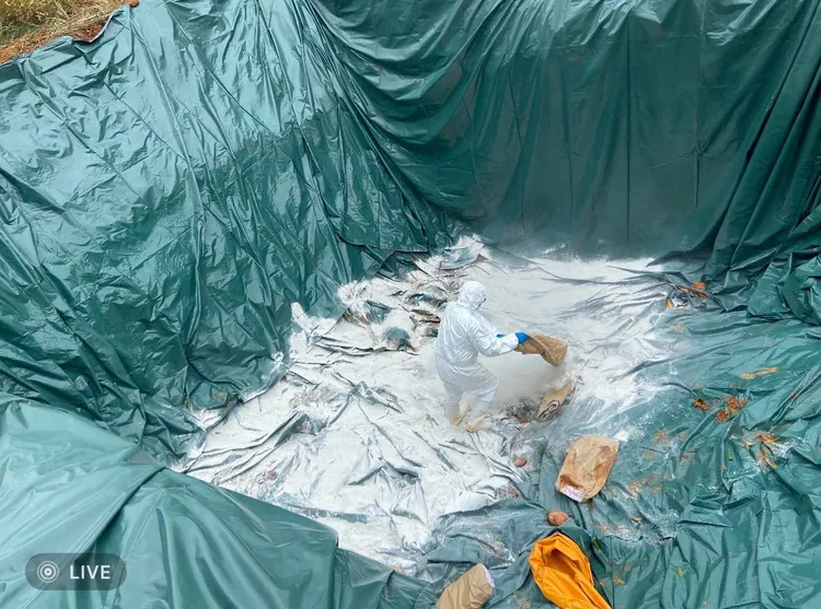 市府已完成195頭豬隻的預防性撲殺。市府提供