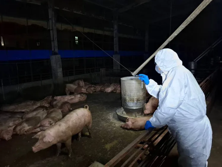 台中梧棲這家養豬場從10月10日起就出現豬隻異常死亡。市府提供