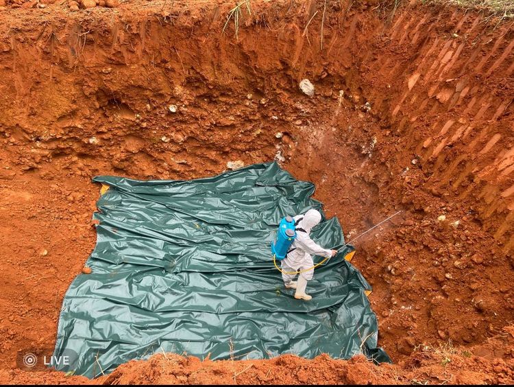 撲殺畫面曝光!台中養豬場爆非洲豬瘟 啟動四大防疫措施