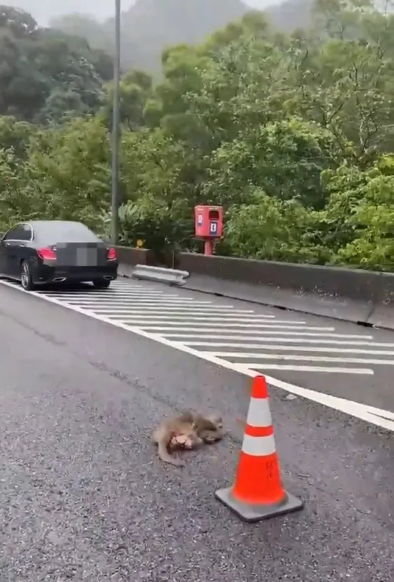 车祸现场一旁的车道上倒卧一只身亡的猴子。翻摄照片