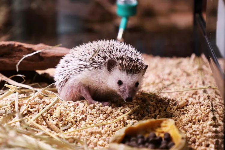 一秒變小球的迷你刺蝟。煙波國際觀光集團提供