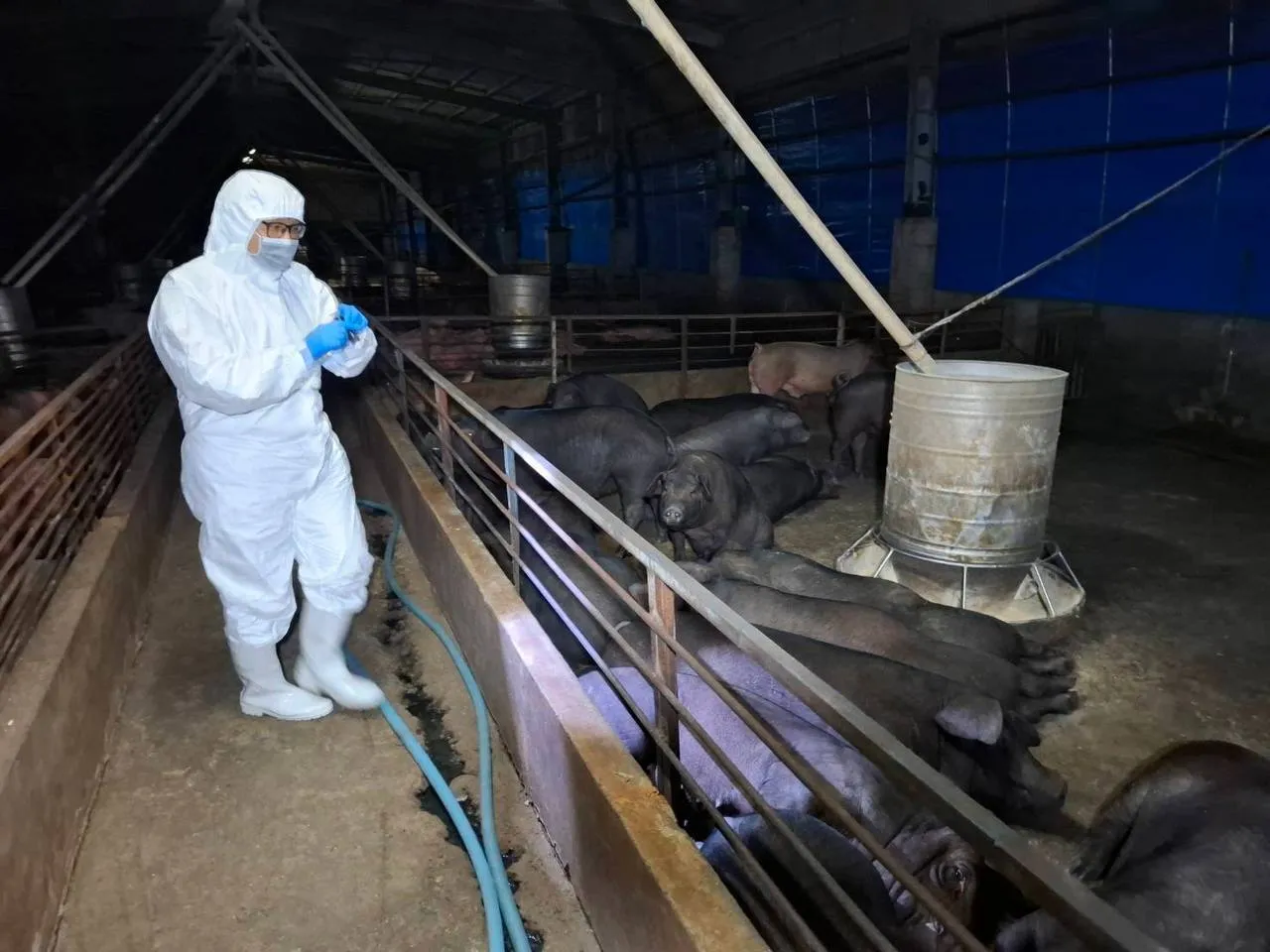 梧栖区一家养猪场被验出非洲猪瘟,市府连夜预防性扑杀。民众提供