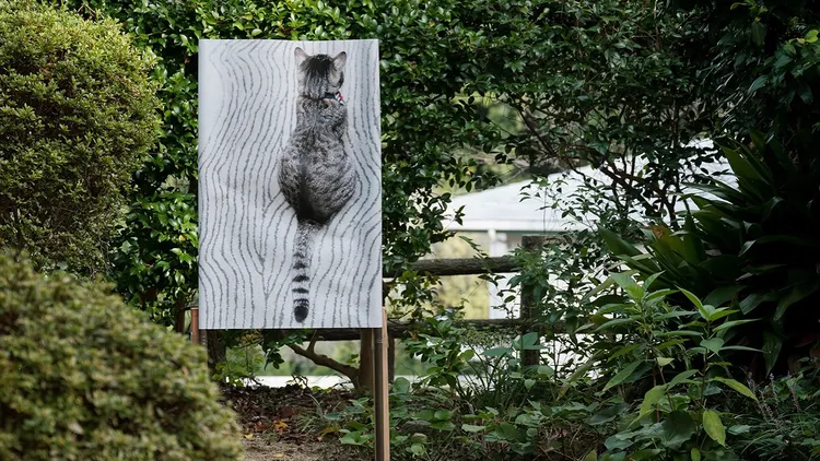 「辣台妹寫真輯」在日本展覽。翻攝自蔡英文IG