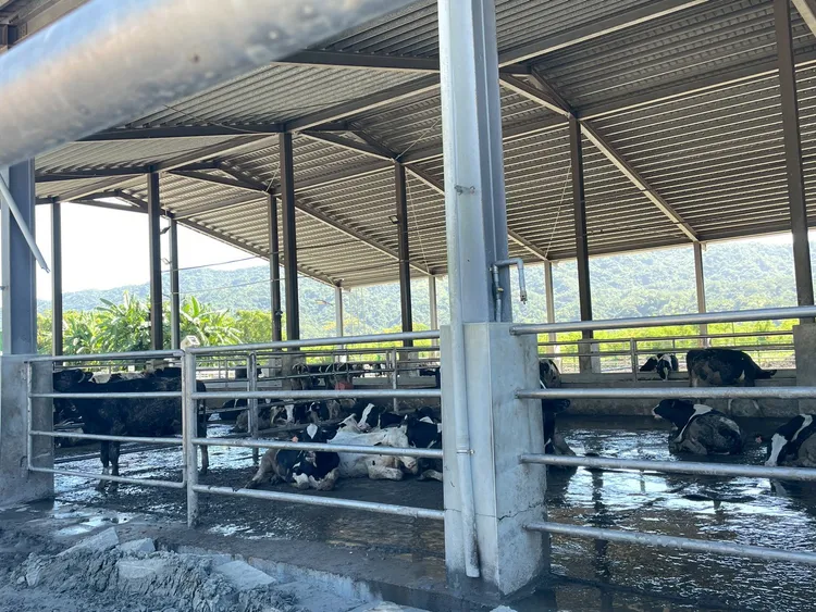 遭洪災受創的牧場。楊華美服務處提供