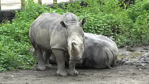 北市動物園38歲白犀牛「犀慧」離世 遊客目擊牠抽搐倒地