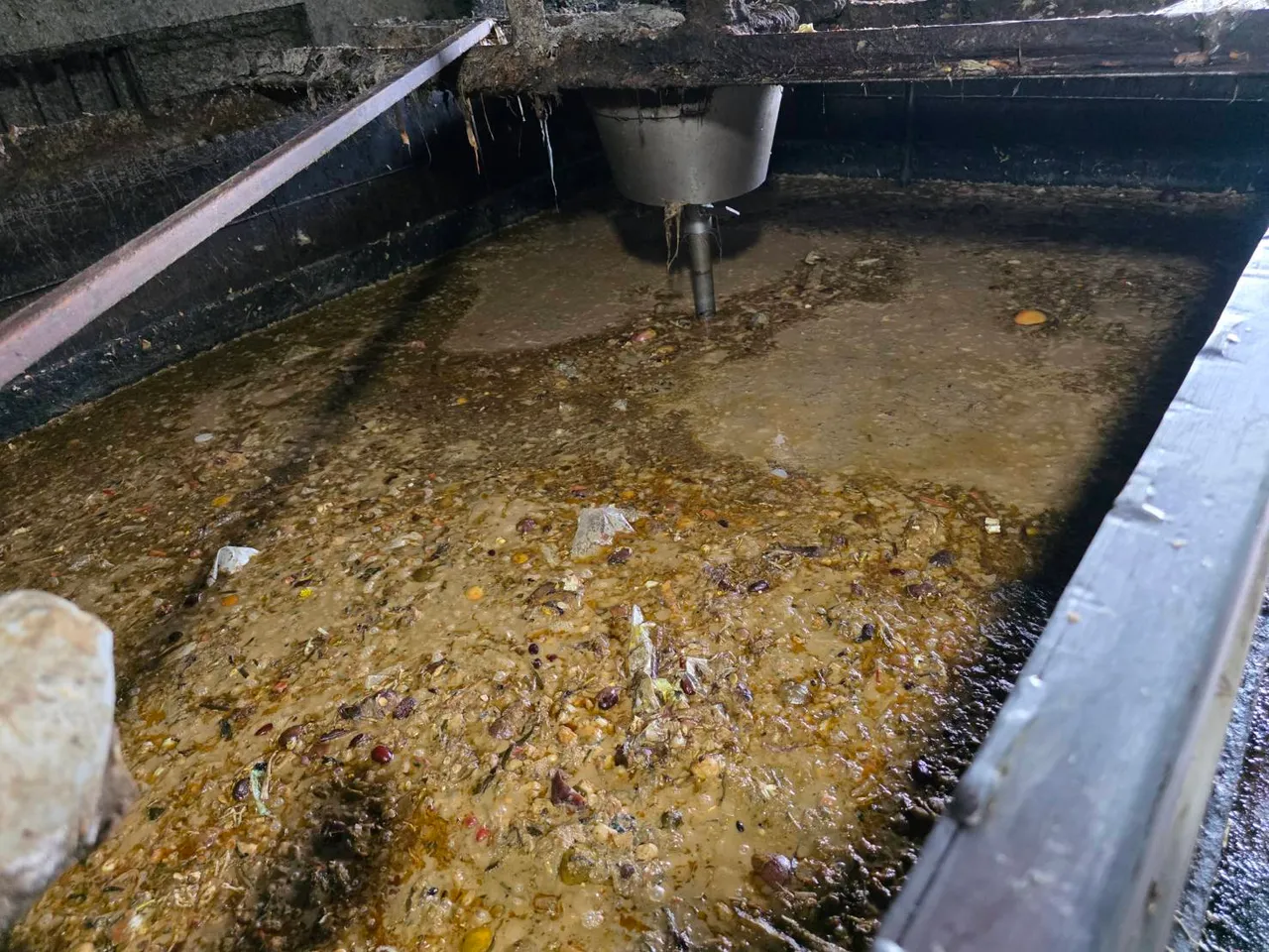 該養豬場違反《動物傳染病防治條例》及《飼料管理法》。翻攝畫面