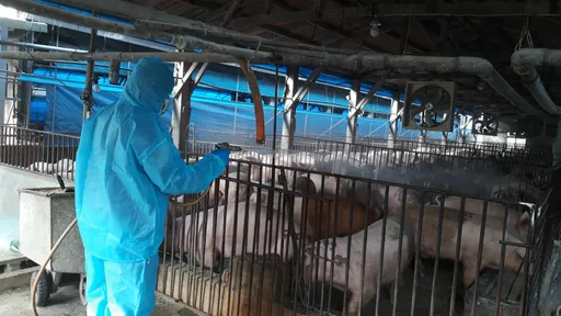 4只问题猪卖到彰化!1只品质不合退回 肉品流向新北等6县市