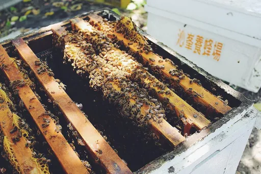 沁峰养蜂场打造安食辣蜂蜜　首波携手19家餐饮品牌共掀热辣派对