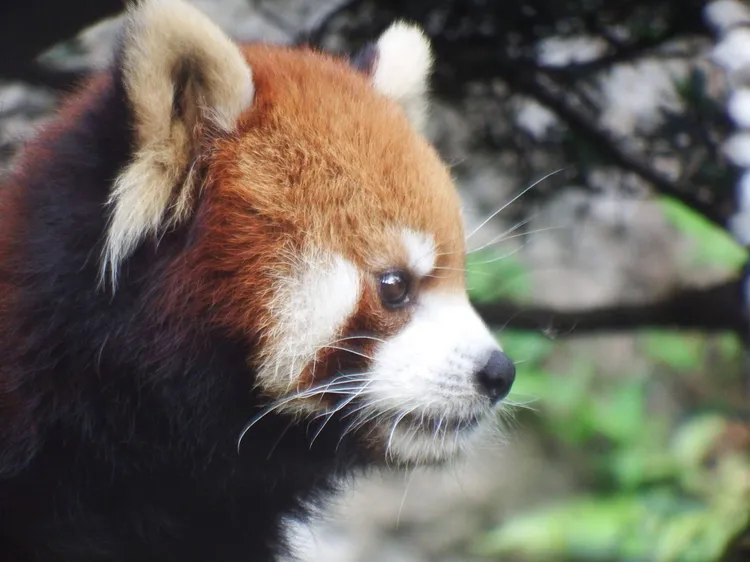 旅日小貓熊「可頌」離世，留下無數美好回憶。台北市立動物園提供