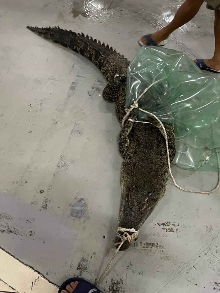 因豪雨影響，長達277公分的河口鱷僅在地下室未出現農業部門口。業者提供