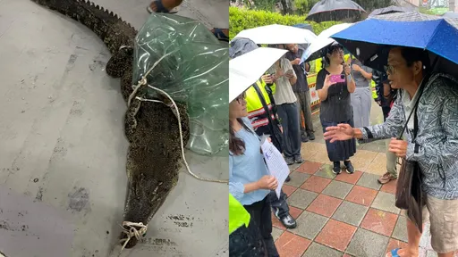 怕「鱷魚遇水太興奮」陳抗取消!業者不滿河口鱷禁養 將帶至北市府拜訪