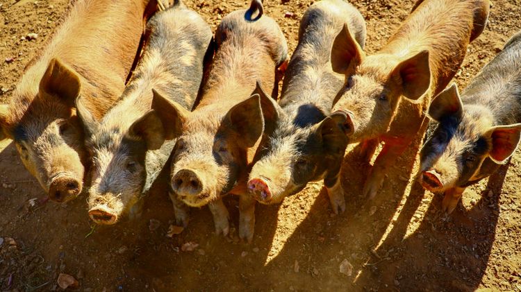 彰化養豬場門口擺死豬惹議 採樣送檢出爐 非洲豬瘟「陰性反應」