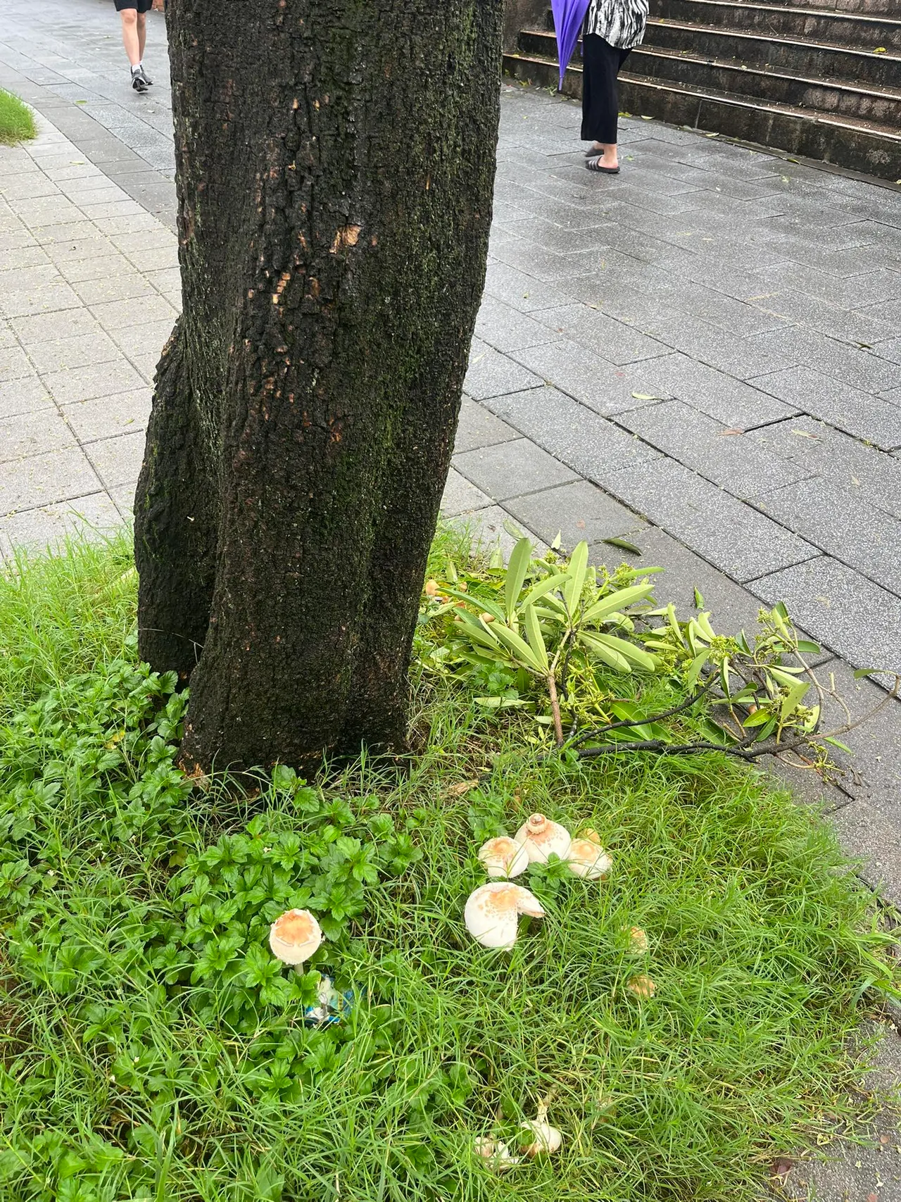 疑似因连日大雨,内湖区东湖国小周边草皮竟冒出9朵白菇。翻摄【我是东湖人】脸书社团