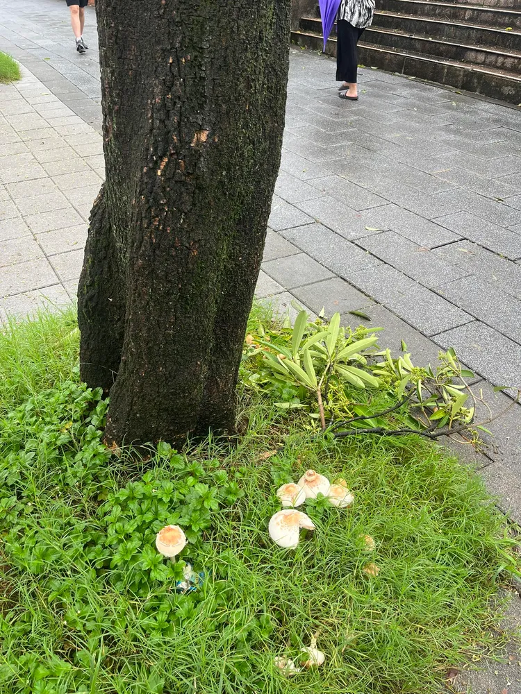 疑似因連日大雨，內湖區東湖國小周邊草皮竟冒出9朵白菇。翻攝【我是東湖人】臉書社團