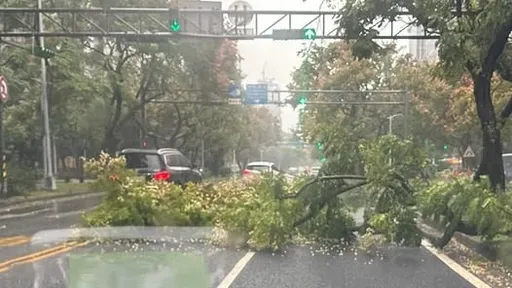 北市强风豪雨!敦化南路快车道树倒 通勤族喊苦