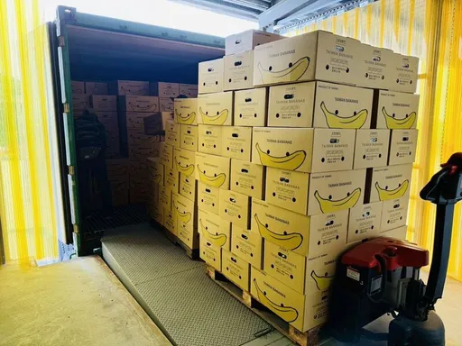 開拓新商機!高雄香蕉搶攻外銷市場 每週穩定供貨新加坡
