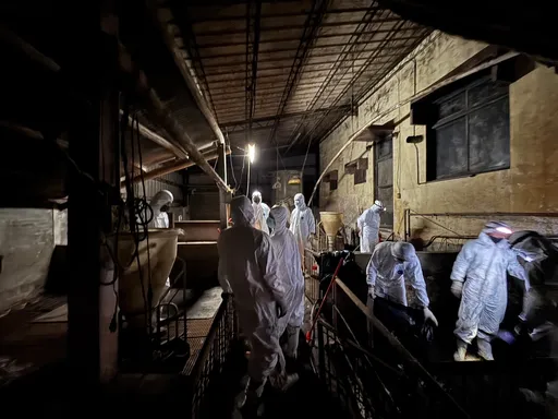 非洲豬瘟二度清消仍驗陽性!農業部:除台中案全台都是清淨的