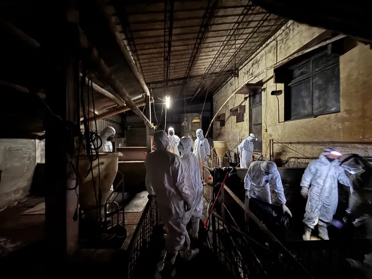 非洲猪瘟疫情爆发台中案处,昨日二度清消仍验出阳性反应。农业部提供