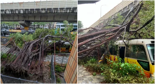 竹市颳強風 巨樹倒塌慘壓車!「柵欄」竟成救命稻草