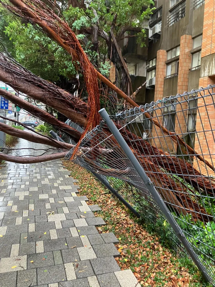 柵欄先撐住樹幹、分散衝擊力道，讓人員全數平安脫困。Threads網友「@cream171739」授權提供