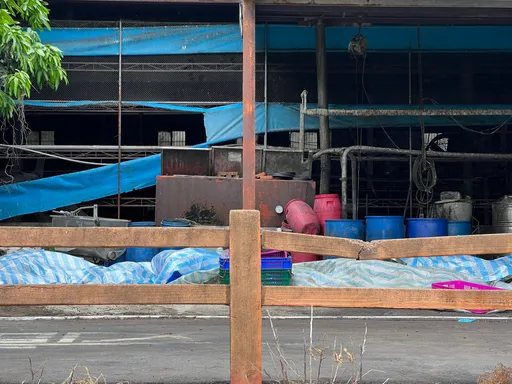染疫猪场厨余蒸煮纪录2个月仅上传1次 中市府:老农不熟网路