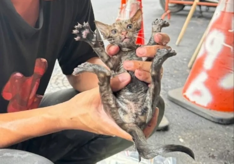 動保員化身「馬蓋先」自製救援長桿，順利救出受困小貓，讓牠找到幸福的家。動保處提供