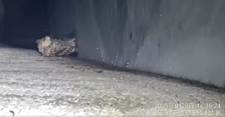 喵星人身陷水溝汙水驚恐求救！　動保員變身「馬蓋先」自製3米救援工具助脫困