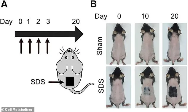 老鼠實驗顯示脂肪酸精華液20天內促進毛囊再生。翻攝自《Cell Metabolism》