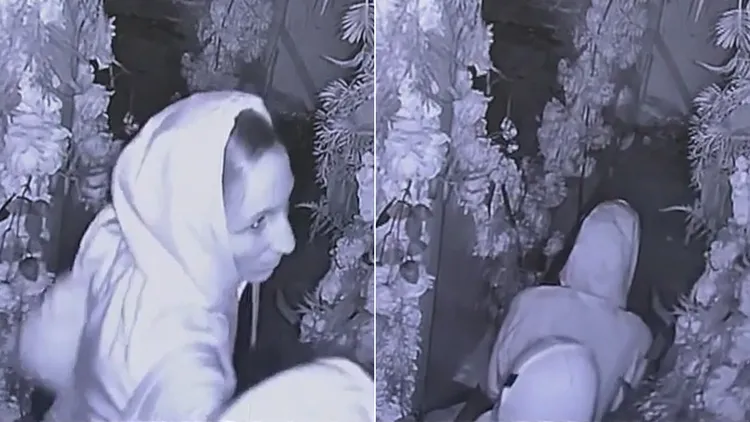 一对窃贼情侣档被拍到行窃前先在餐厅花卉布置区做爱。翻摄自《福斯新闻》