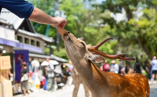 京都有如「八国联军占领」　日本人旅游都躲来这里了