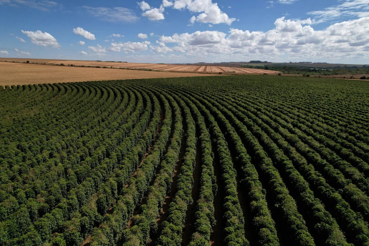 巴西咖啡是美国的最大输入来源。路透社
