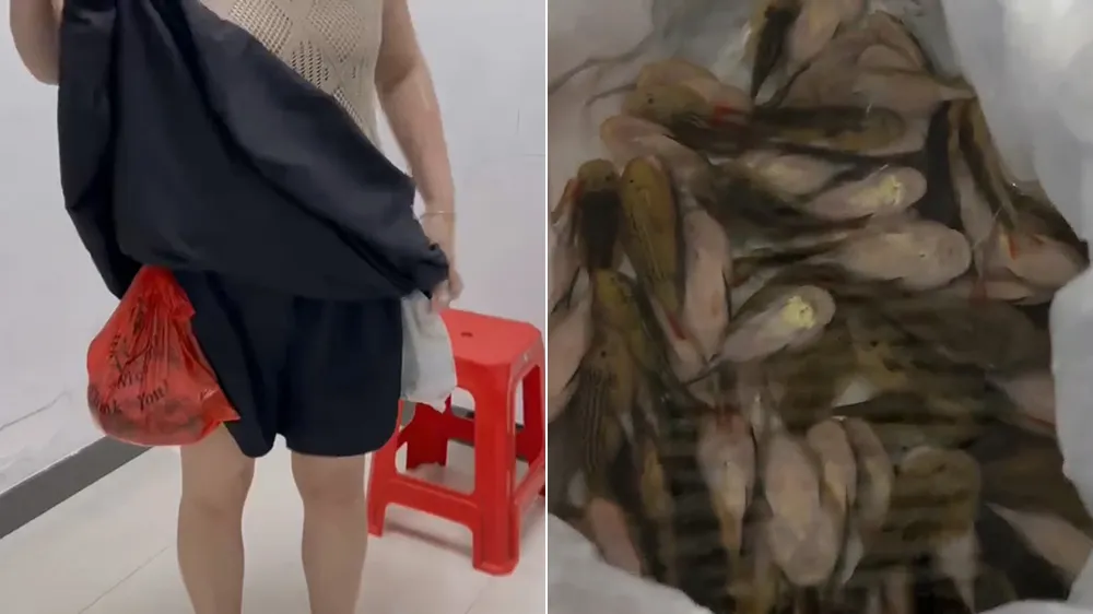 女子裙子里藏了229条活鱼。翻摄自微博