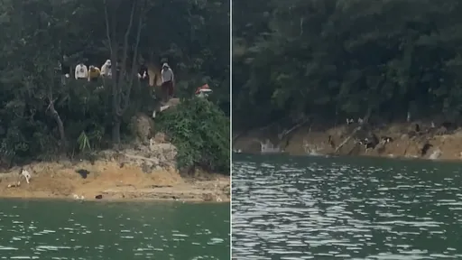 誇張！抓大量野貓「水庫放生」害牠們溺死